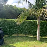 Ninho Cagarras Santo Amaro (Azores)