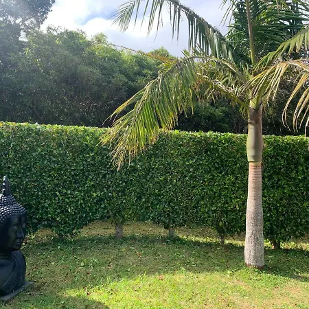 Ninho Cagarras Santo Amaro (Azores)