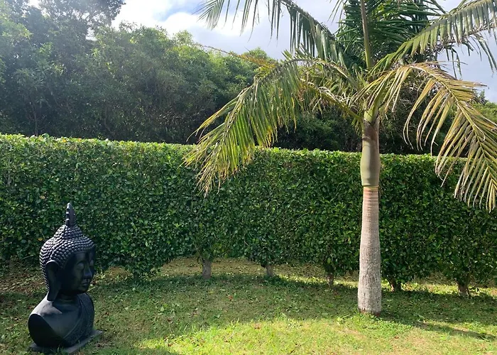 Ninho Cagarras Santo Amaro (Azores)